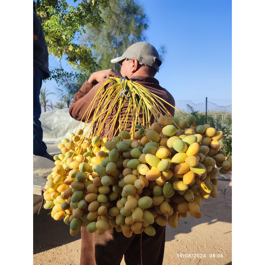 

Kurma Muda Barhee Kuning untuk Progmil