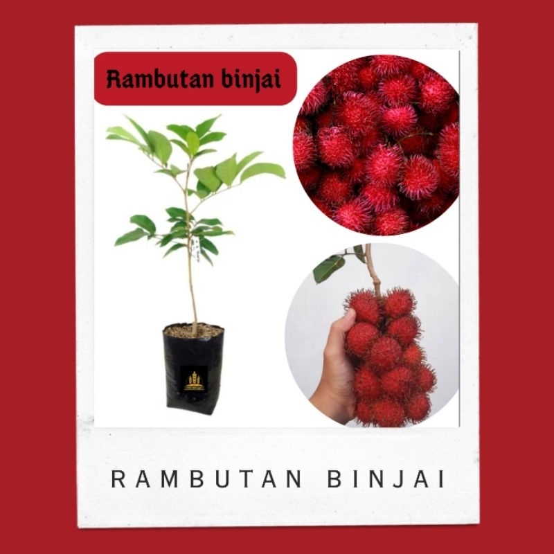 Bibit rambutan binjai • Bibit rambutan binjai • Bibit rambutan Bella bibit