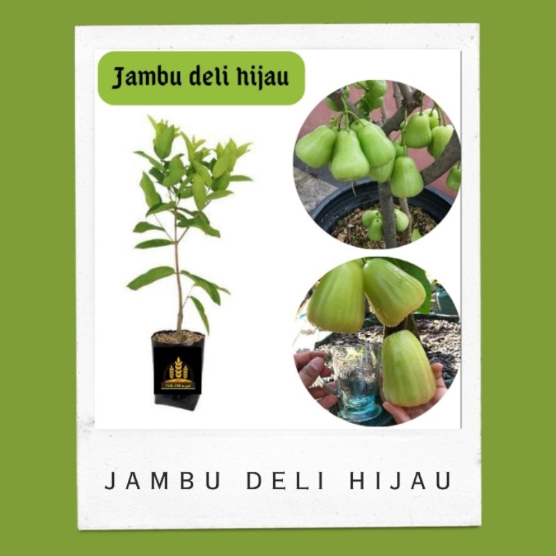 Bibit jambu air madu deli hijau • Bibit jambu deli hijau Bella bibit