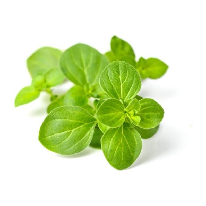 

herb oregano segar