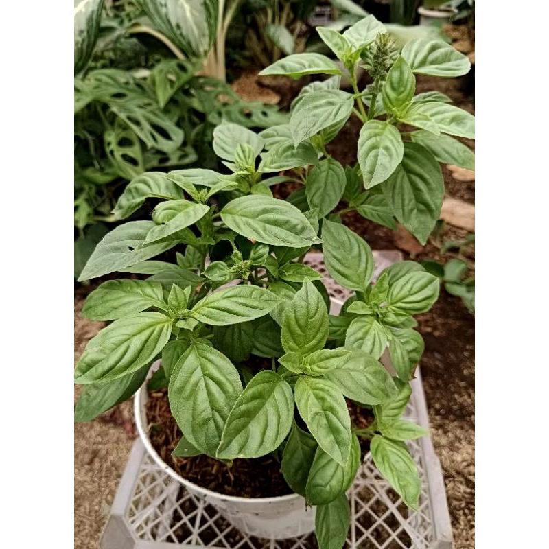 

BIBIT KEMANGI RIMBUN / SURAWUNG RIMBUN (BELI 5 GRATIS 1)