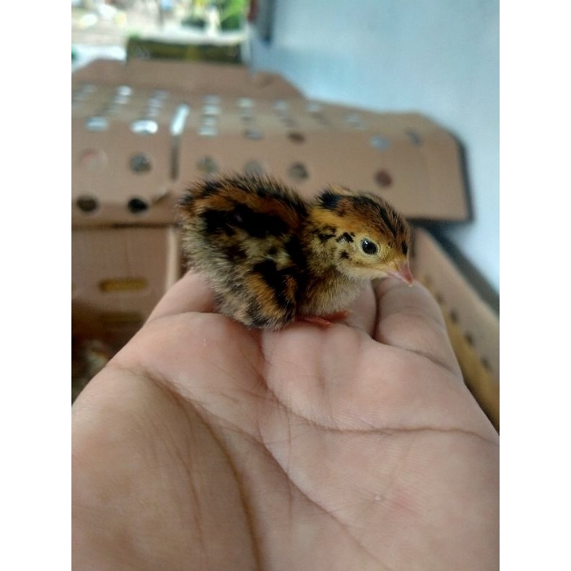 1 box doq puyuh jantan, puyuh kecil, pakan owl,  pakan predator