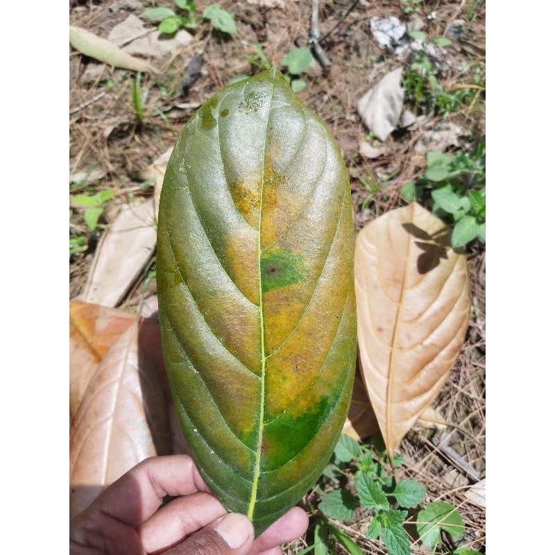 

Daun nangka kering 100 lembar