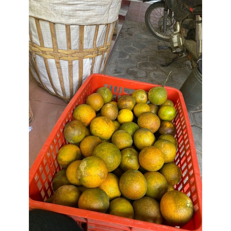 

buah jeruk iris manis 3kg