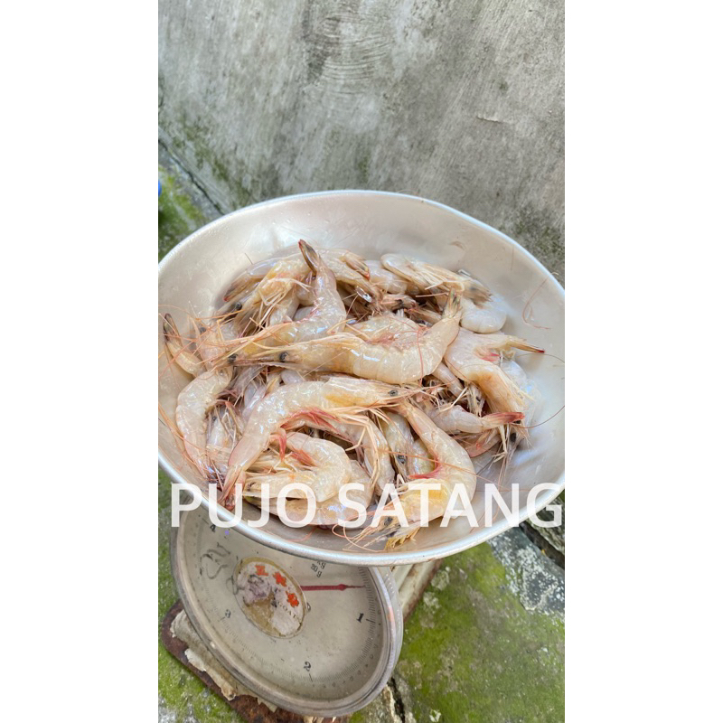 

UDANG PECI MURAH