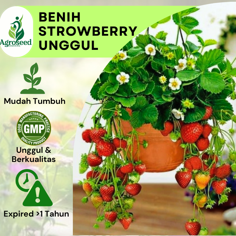 5 Benih Stroberi Jumbo Strowbery California Besar Bibit Buah Strawberry Giant Berry Unggul