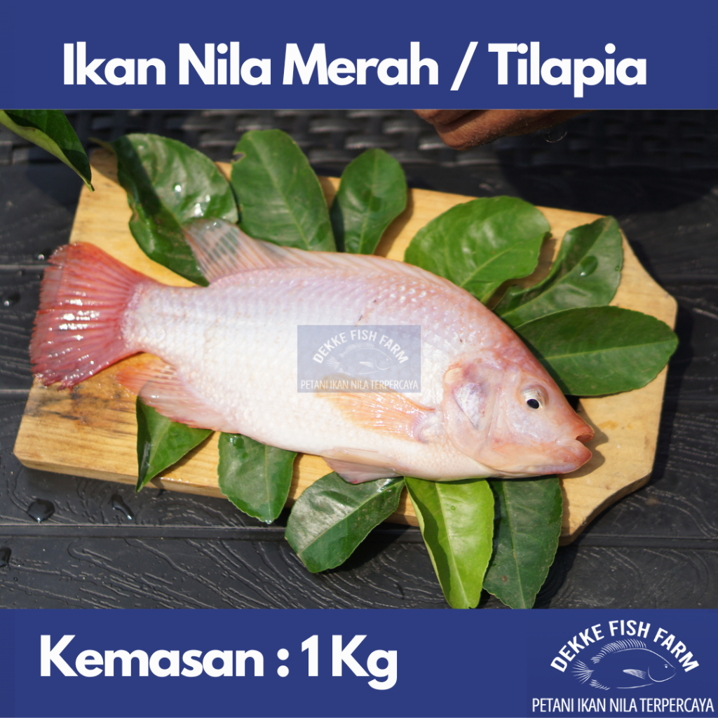 

Ikan Nila Merah Segar / Fresh Red Tilapia 1 kg ( Gratis dibersihkan )