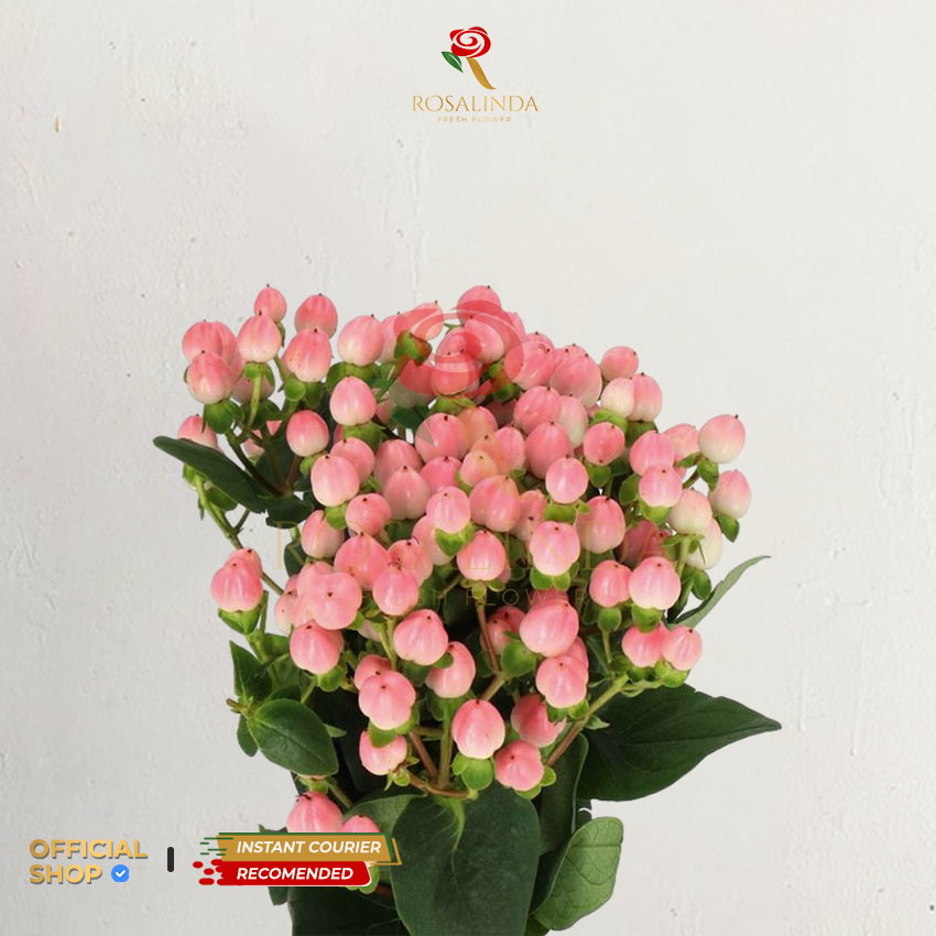 Bunga Import Hypericum Coco Casino / Bunga Potong Segar