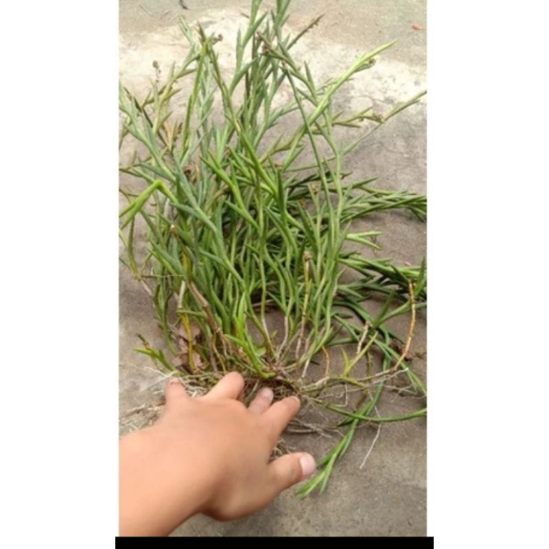 tanaman hutan anggrek huperzia,tanaman hutan, anggrek. anggrek langka