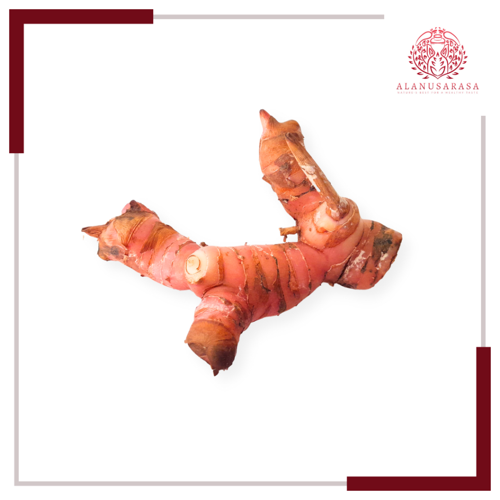 

Lengkuas Segar Premium | Bumbu Dapur Alami | Alanusarasa