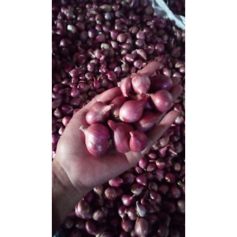 

Bawang Merah Nganjuk