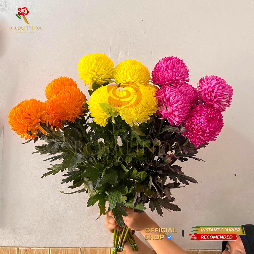 Bunga Krisan Peonymum / Bunga Potong Segar / Bunga Import