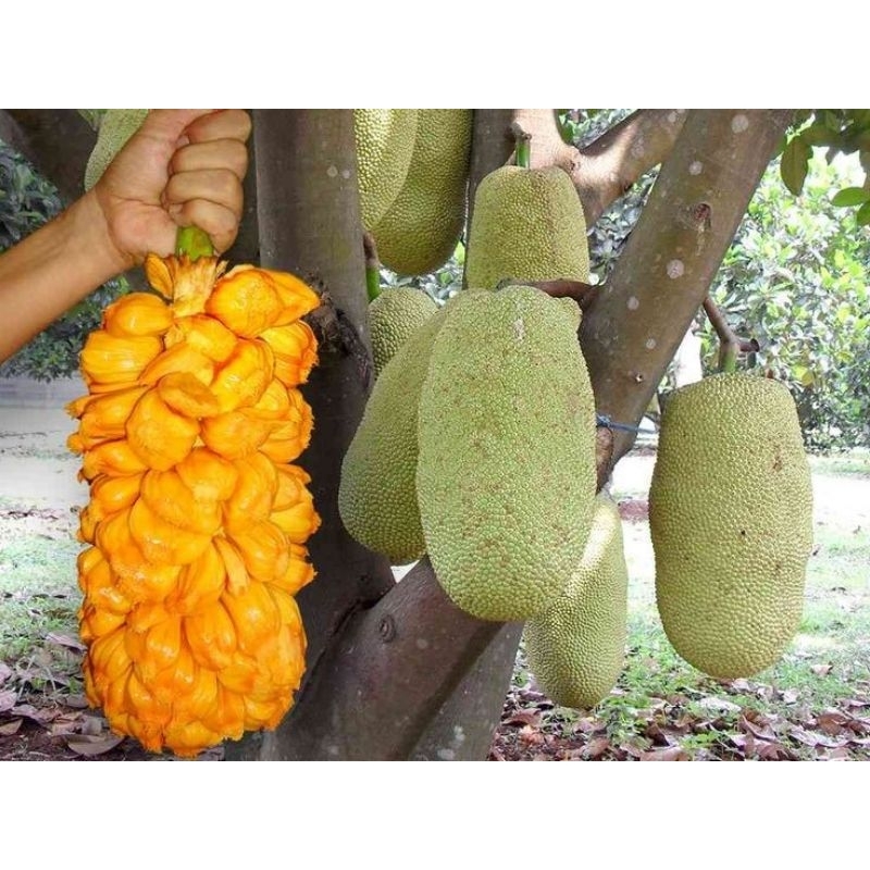 bibit NANGKA CEMPEDAK KING siap berbuah