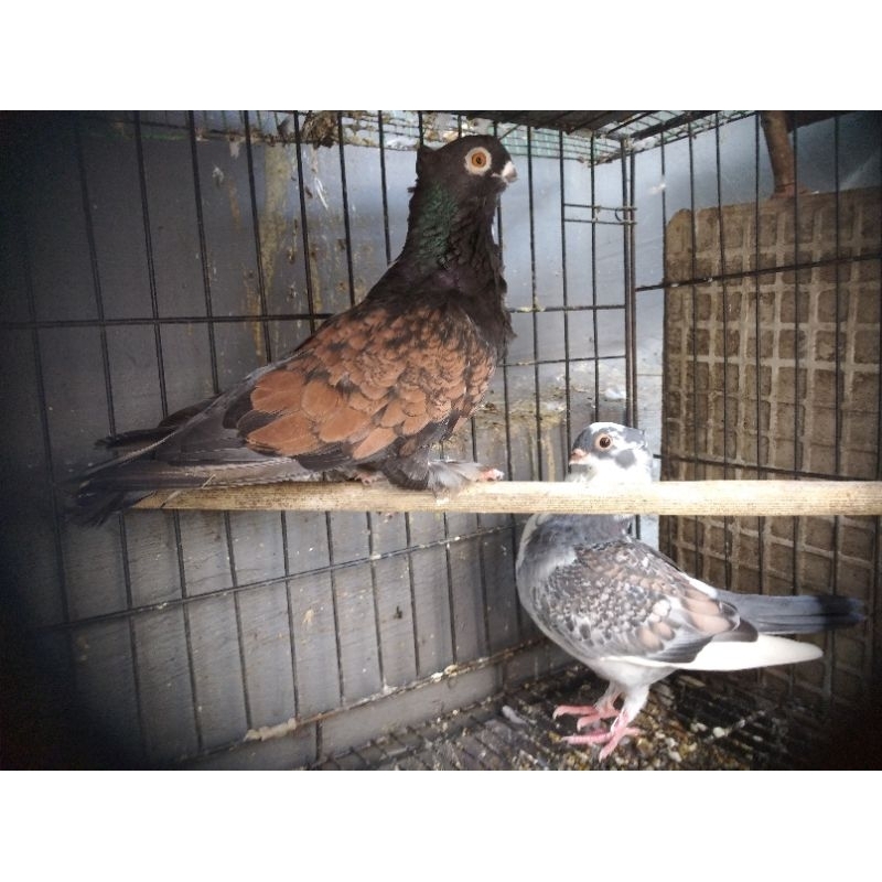 merpati Santinet sepasang