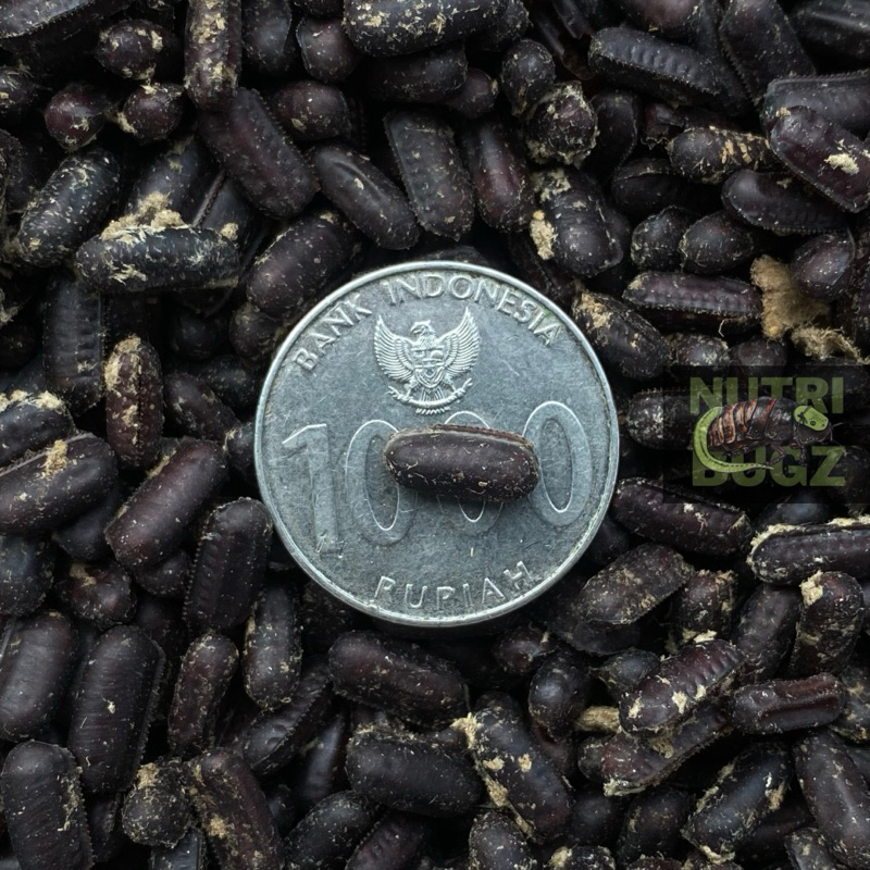 [ BISA COD ] TELUR KECOA TURKISH