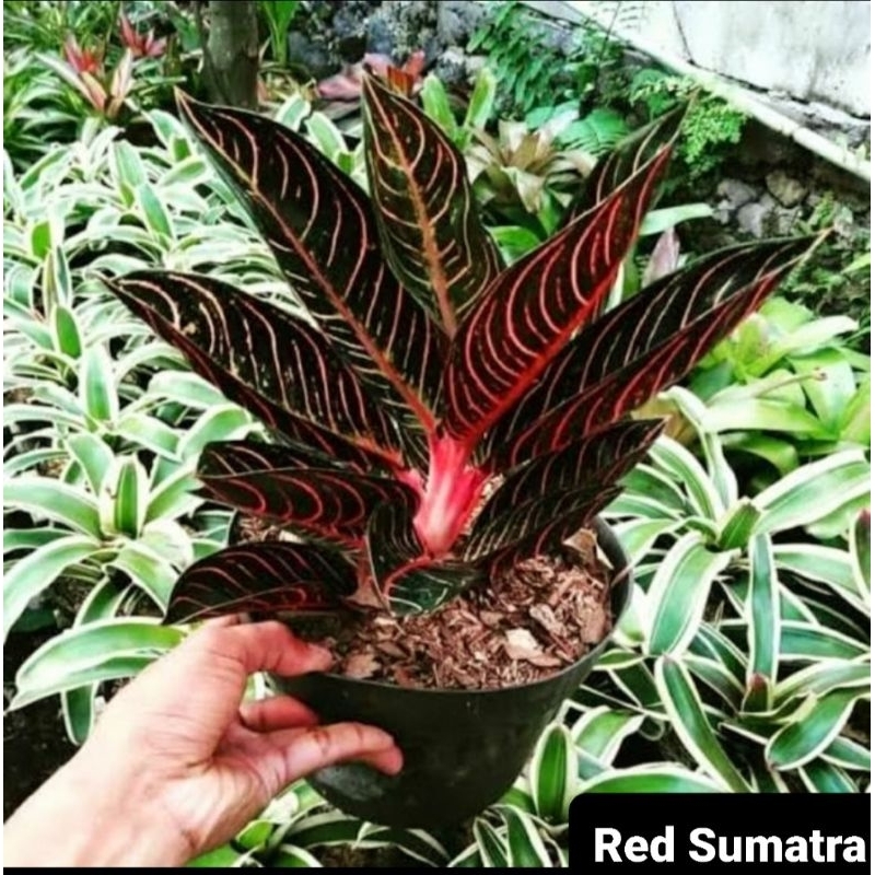 Tanaman Hias Aglonema Red Sumatra/ Tanaman Hias Bunga Aglaonema Murah Merah BUKAN bonggol bibit - ta