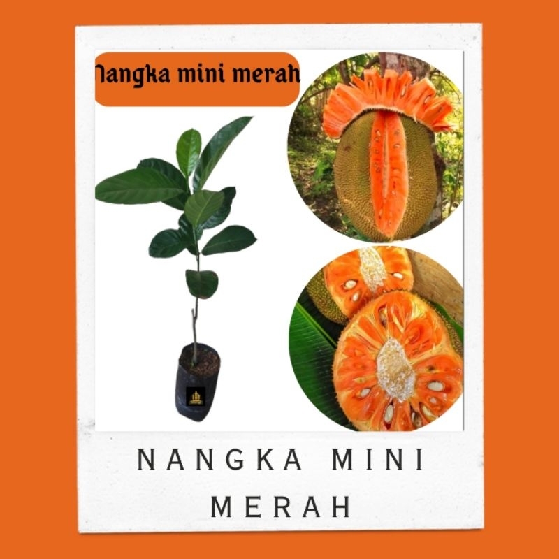 Bibit nangka mini • Bibit nangka mini merah• Bibit nangka Bella bibit