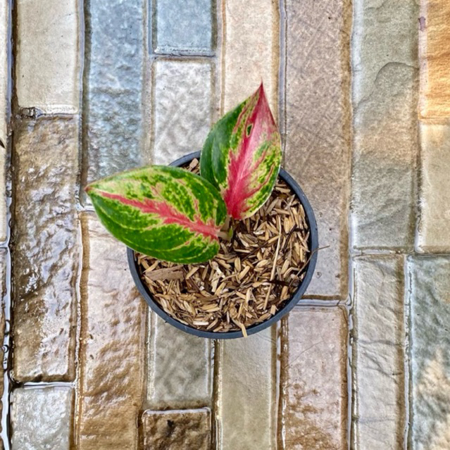 Aglaonema Red Imelda