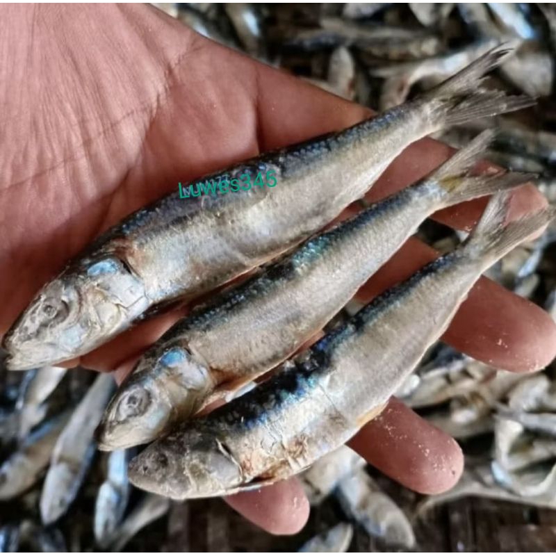 

ikan asin semenit Special superan 1kg