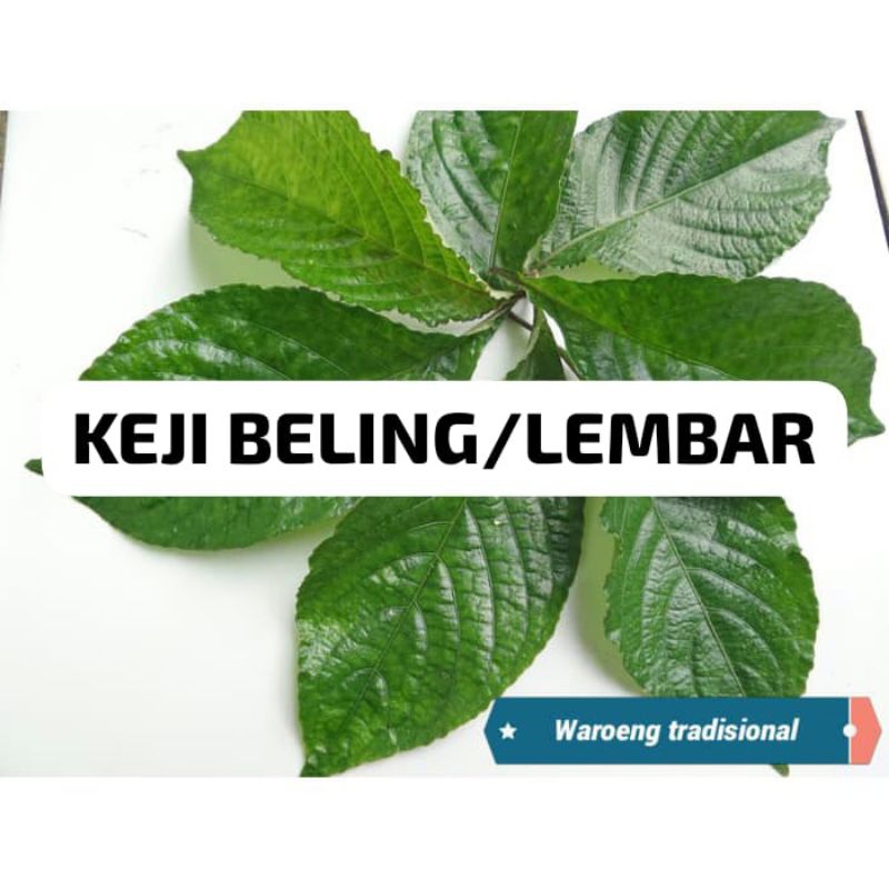 

Daun Keji Beling Perlembar
