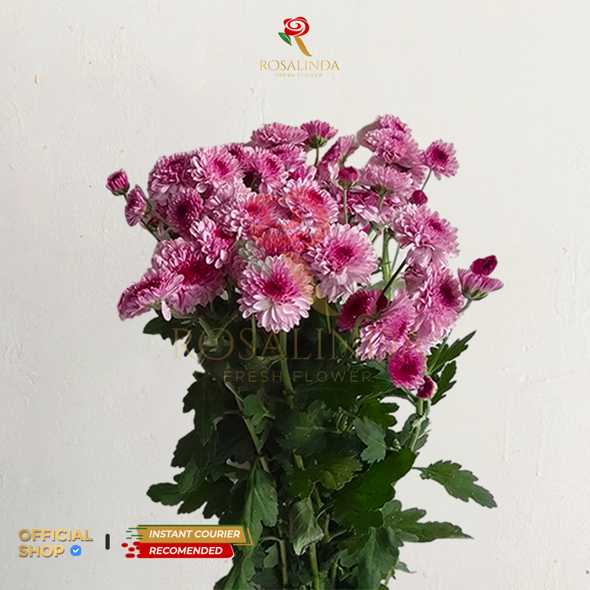 Bunga Aster Lolipop Ungu / Aster Spray / Bunga Potong Segar