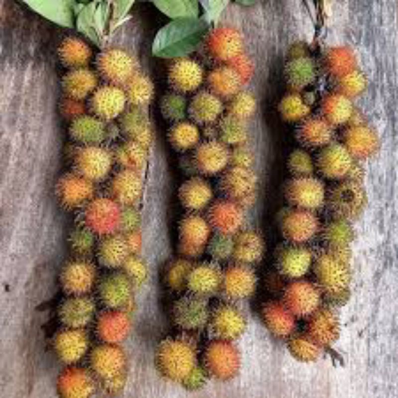 

rambutan rapiah (okulasi) siap berbuah