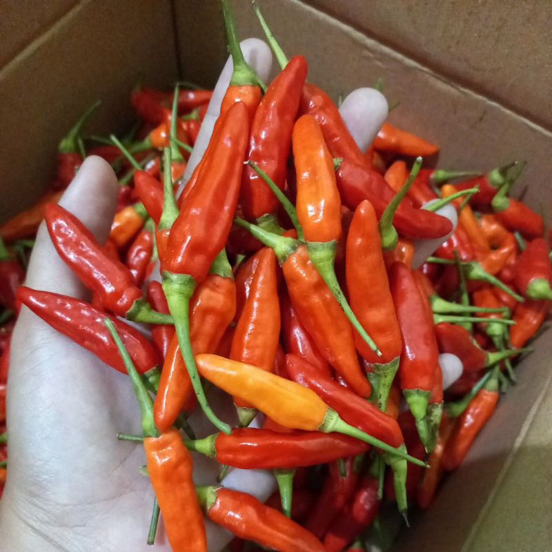 

Cabe / Cabai Rawit Merah ORI Super 1 kg Fresh