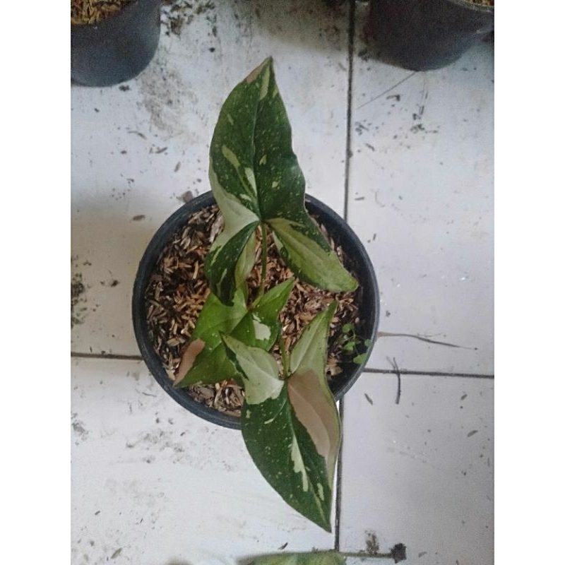 syngonium red spot tricolor