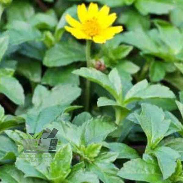 

Jual Daun Seruni Segar 500 gram fresh