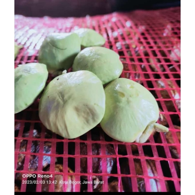 

JENGKOL CANGKANG / JENGKOL MUDA 1 kg 28500