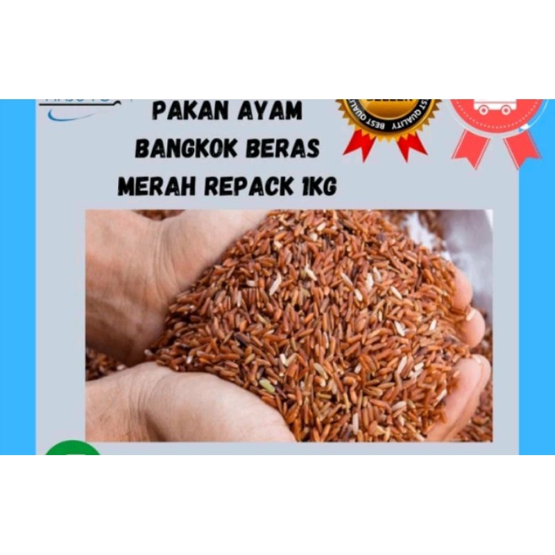 Beras Merah Pakan Burung Ayam