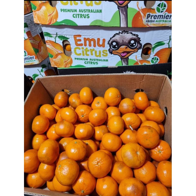 

fresh emu Citrus jeruk aforel