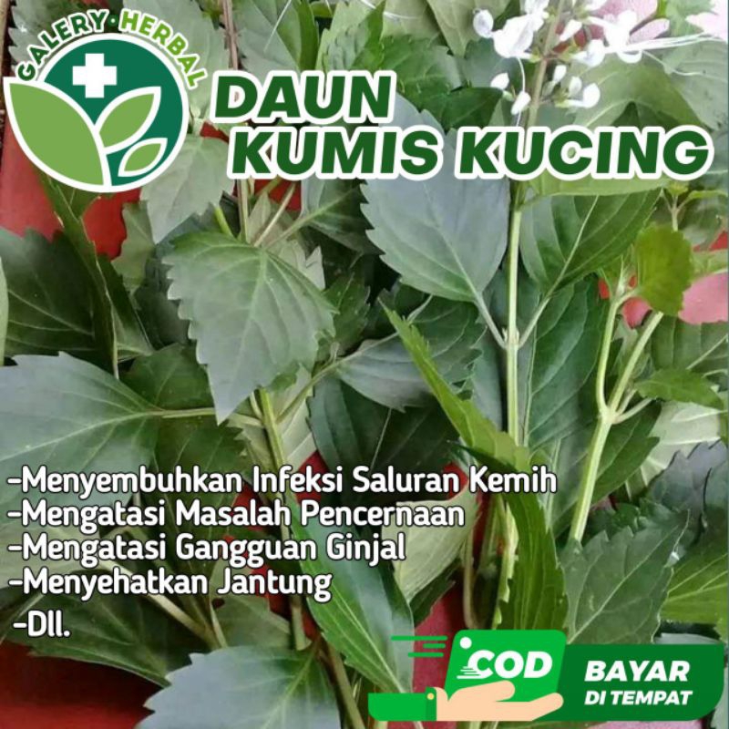 

Daun Kumis Kucing Fresh Kemasan Ekonomis (250gr)