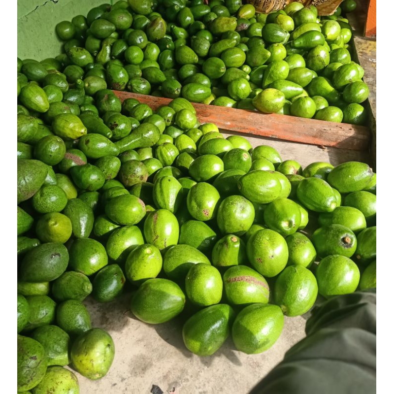 

Alpukat mentega lokal ori