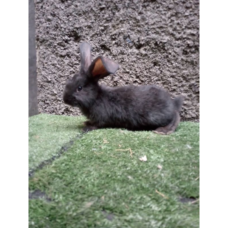 kelinci flemish giant anakan