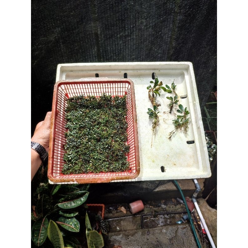 Bucephalandra super mini 1 keranjang dan bonus