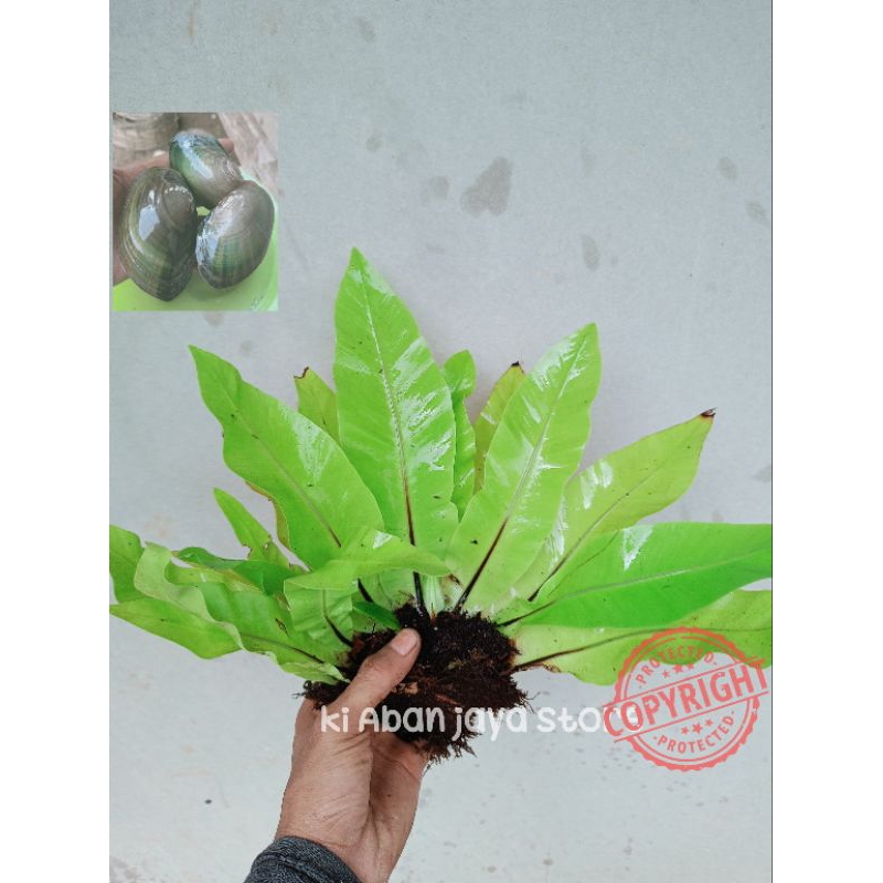 Kadaka sarang burung kadaka hias aviary