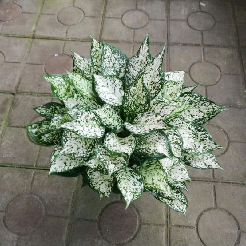 aglonema dut white daun 5-7 ukuran remaja