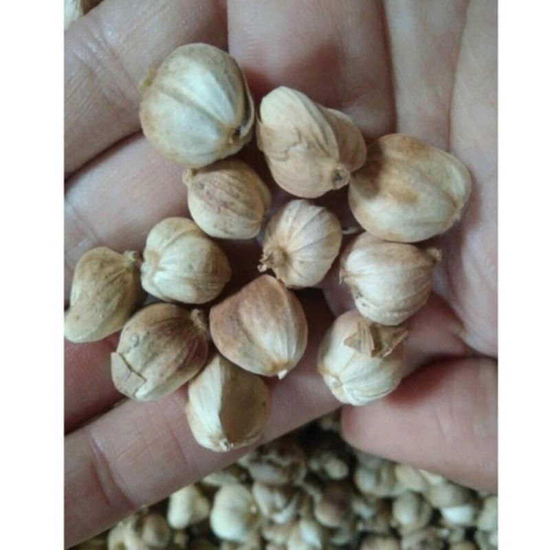 

KAPULAGA KERING / KAPOLAGA KERING PREMIUM 500g