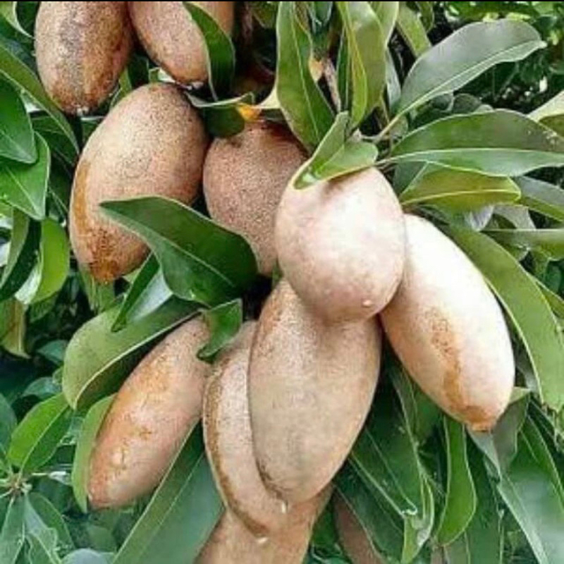 Bibit Buah Sawo Mentimun sudah berbuah