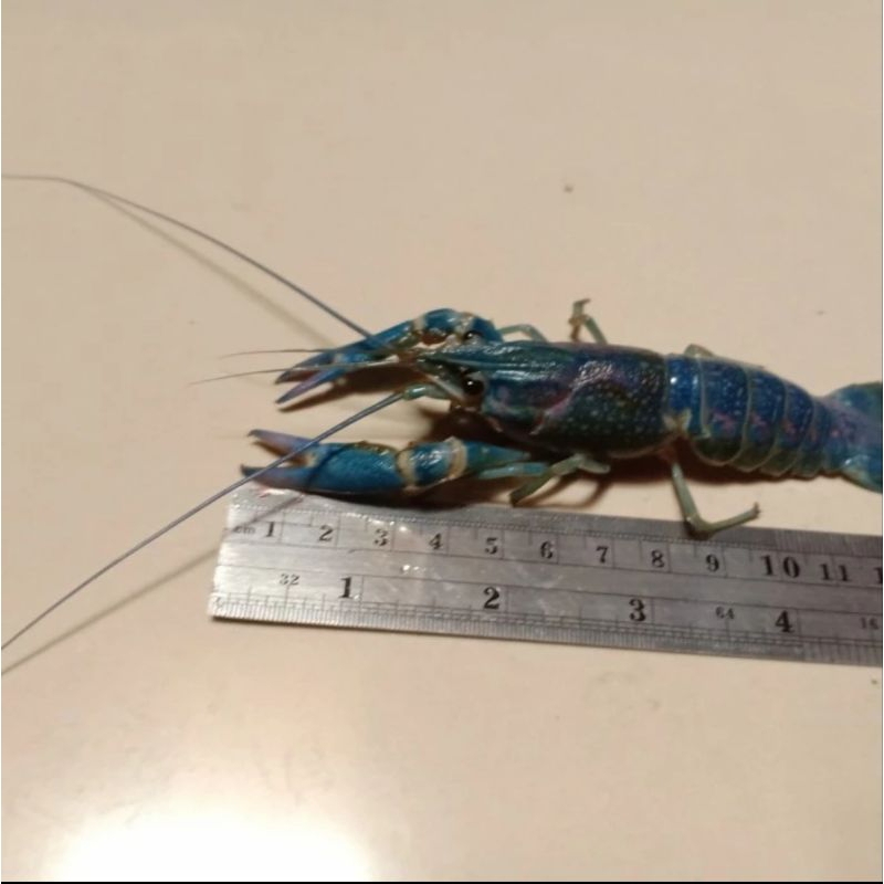 

lobster air tawar hasil budidaya ukuran 4-5 inch