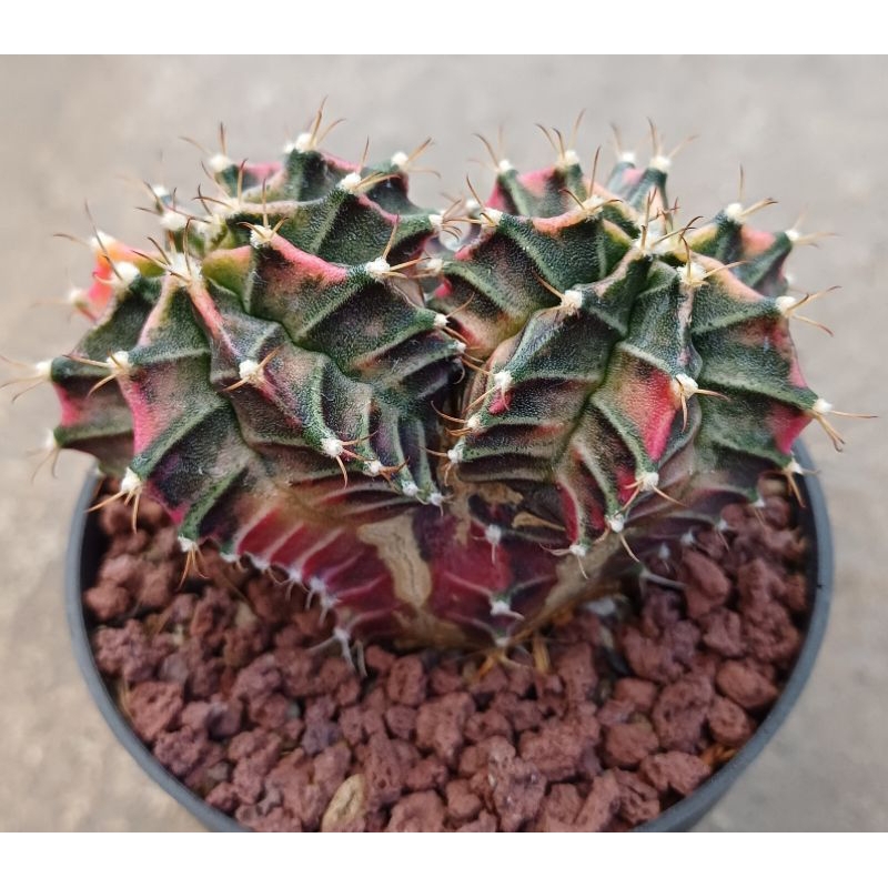 Gymno Starfire Doubke heads