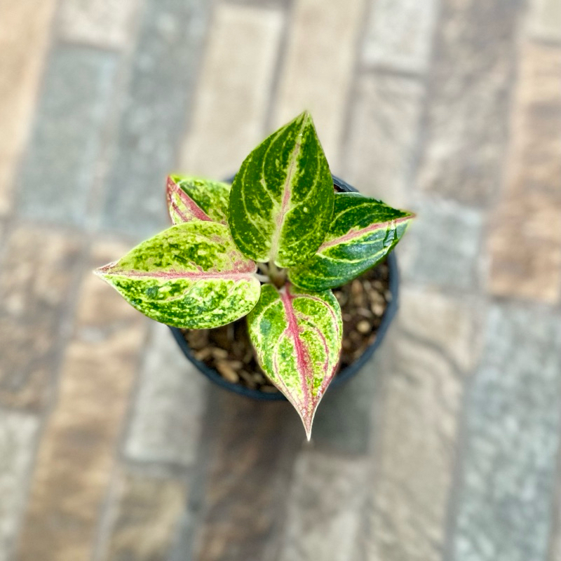 Aglaonema Red Panama