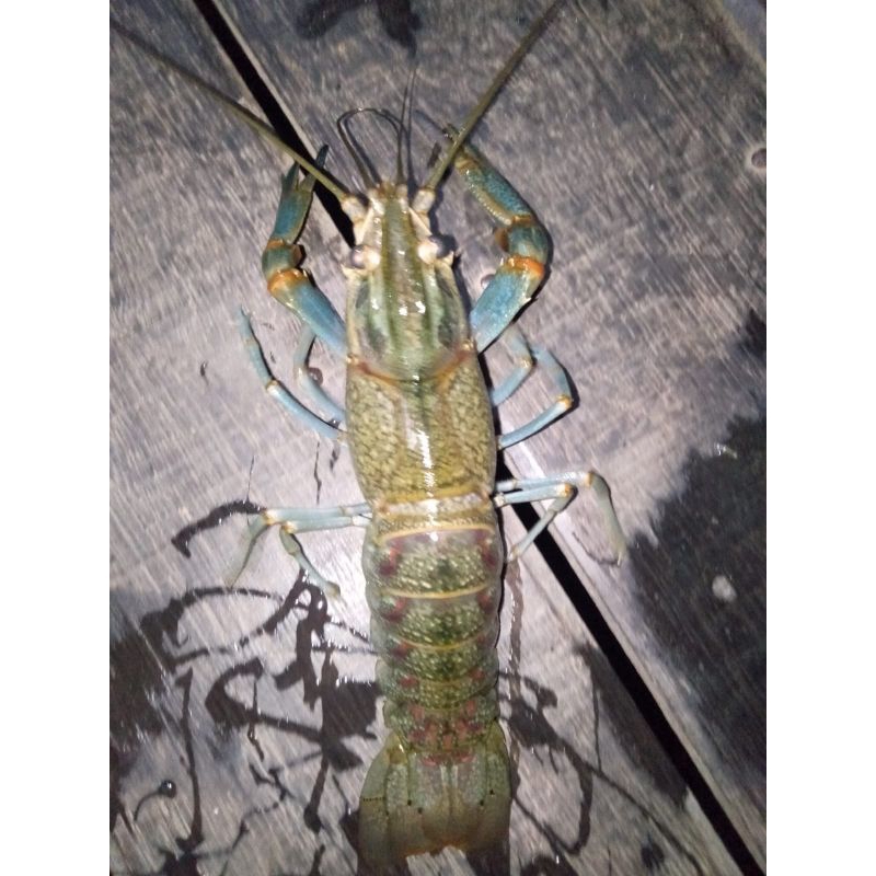 Indukan Lobster Air Tawar