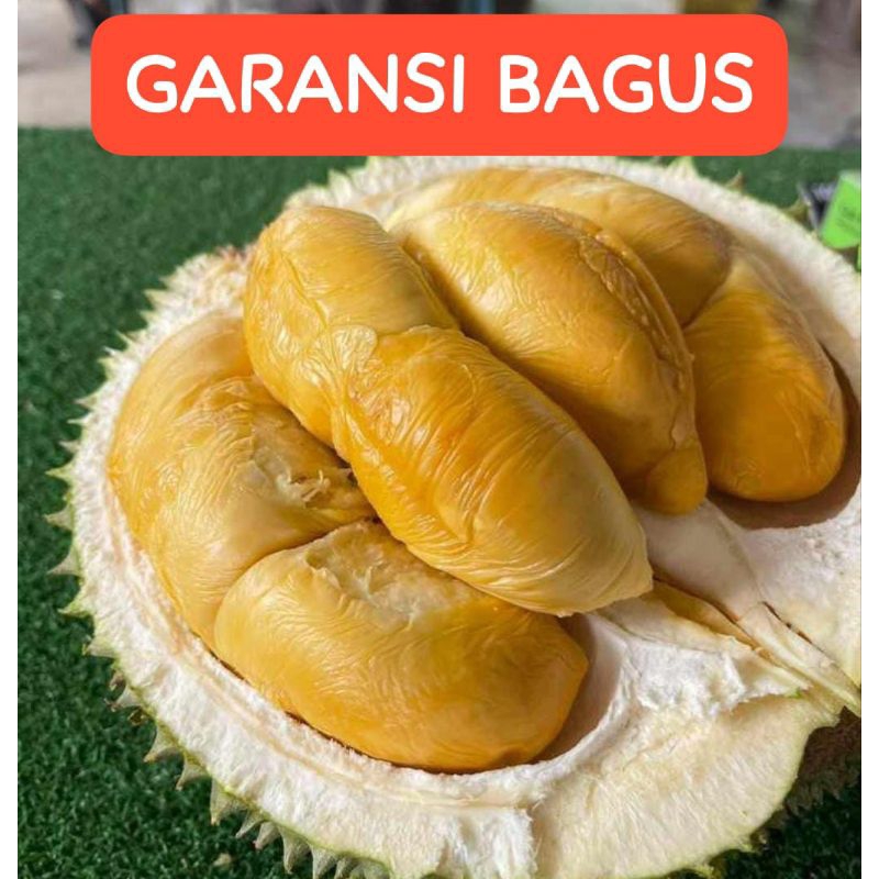 

Durian Blackthorn Durian Duri hitam premium 1 buah