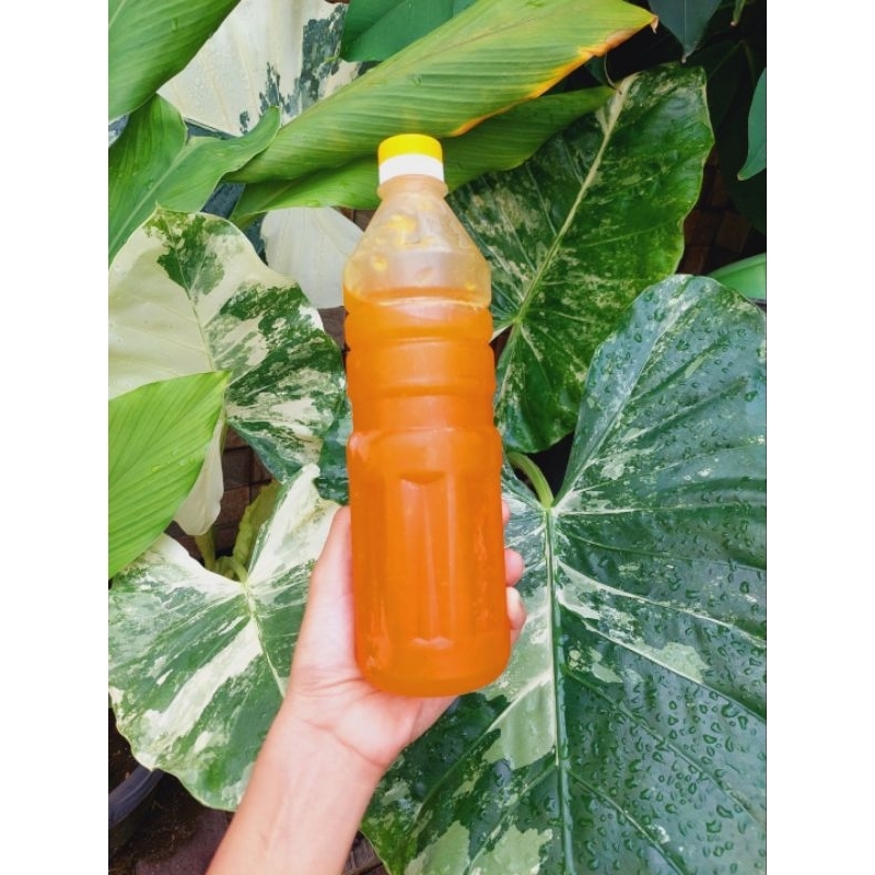 

SIRUP PULPY MARKISA ASLI (isi Penuh =1.4 kg)