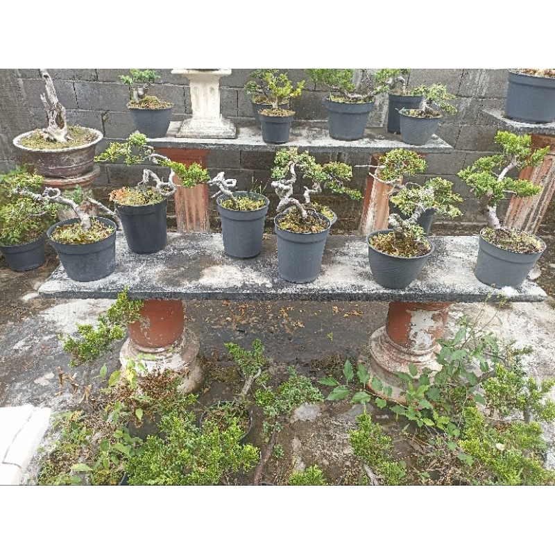 Bahan Bonsai Cemara Sinensis