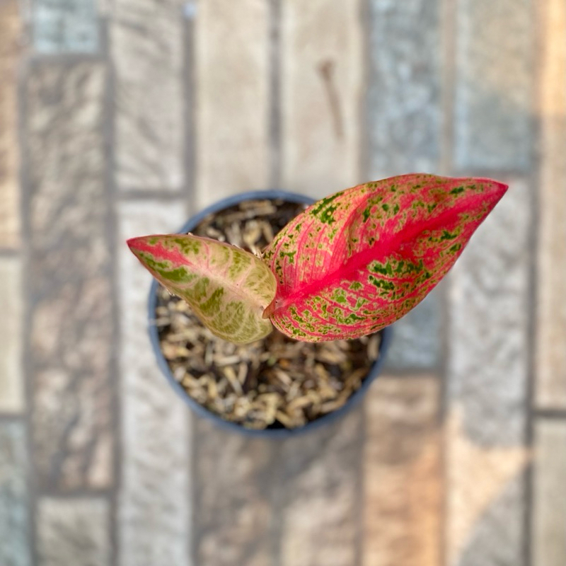 Aglaonema Widuri Mutasi Merah