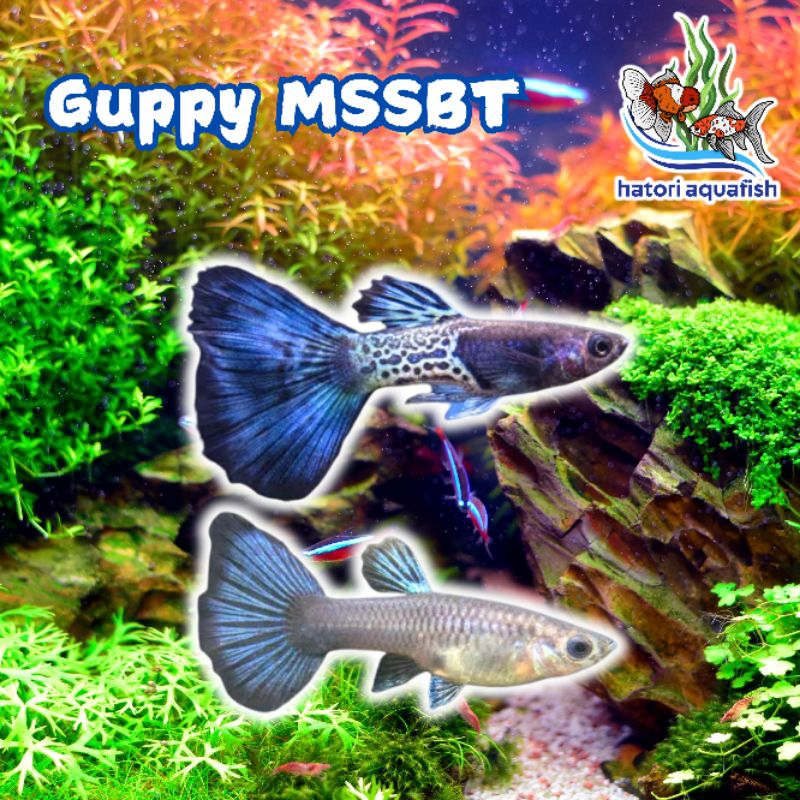 Guppy MSSBT