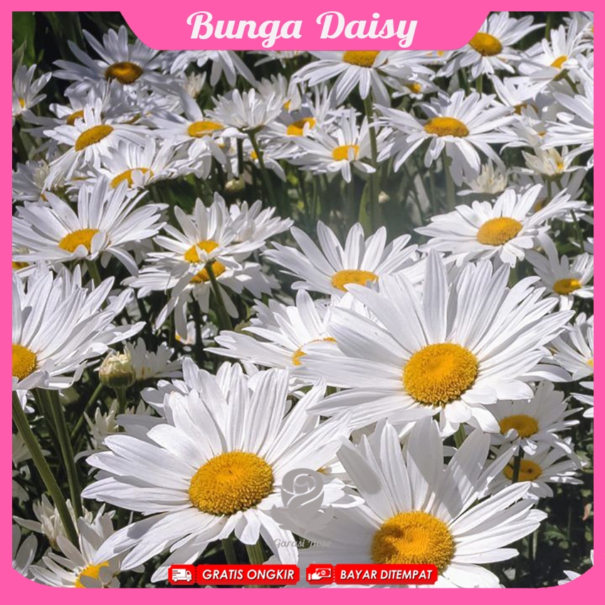 Bibit Bunga Daisy - Bibit Warna Lengkap
